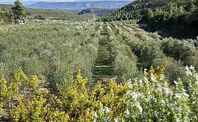 Finca Heredad La Boquilla en Enguera (Valencia) - Foto 21