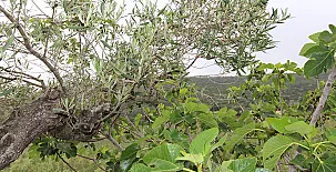 Finca Heredad La Boquilla 0022