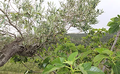 Finca Heredad La Boquilla en Enguera (Valencia) - Foto 22