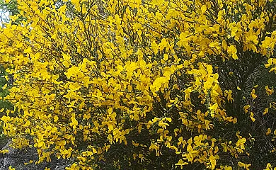 Apartamento Turístico Rural Pirinargi en Abaurregaina. Abaurrea Alta (Navarra) - Foto 15