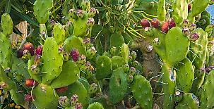 Alojamiento Rural El Azamur 0043