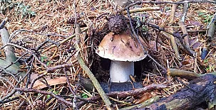 Casa Rural El Olmo 0013