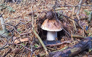 Casa Rural El Olmo en El Rasillo de Cameros (La Rioja) - Foto 14