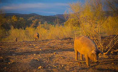 Cortijo Los Tomillares en Guadalcanal (Sevilla) - Foto 19