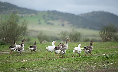 Cortijo Los Tomillares en Guadalcanal (Sevilla) - Foto 22