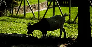 El Corral del Lladurs 0023