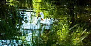 El Corral del Lladurs 0020