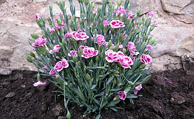 La Costanilla en Montenegro de Cameros (Soria) - Foto 8