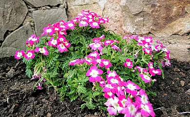 La Costanilla en Montenegro de Cameros (Soria) - Foto 12