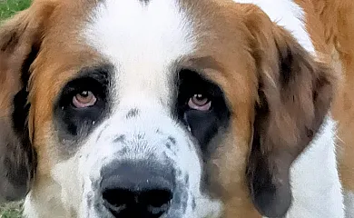 Finca Santa Eufemia en Olmos de Ojeda (Palencia) - Foto 21