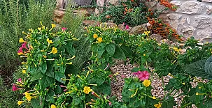 El Niu del Pardal 0051