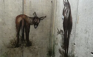 A ritmo de Burro en Robledondo (Madrid) - Foto 22