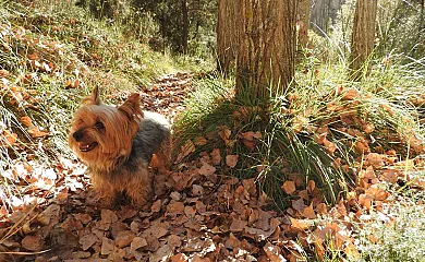 Casa Rural Romari en Castielfabib (Valencia) - Foto 14