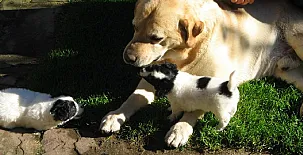 Casas Rurales El Terrero 0032