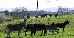 Casas Rurales El Terrero 0034