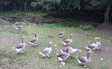 Casa Rural Momotegi Agroturísmo en Oiartzun (Guipuzcoa) - Foto 13