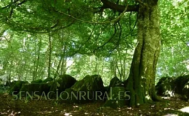 Arrese II en Jaurrieta (Navarra) - Foto 8