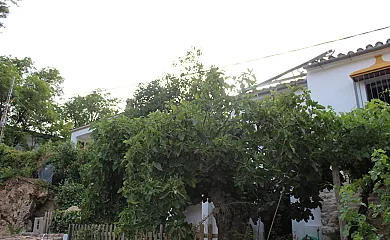 Casas Rurales en la Serranía de Ronda en Benaojan (Málaga) - Foto 10