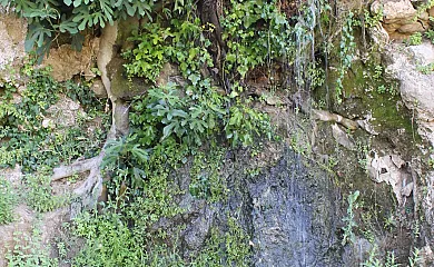 Casas Rurales en la Serranía de Ronda en Benaojan (Málaga) - Foto 20