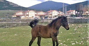 CASA RURAL BUENAVISTA**** 0022