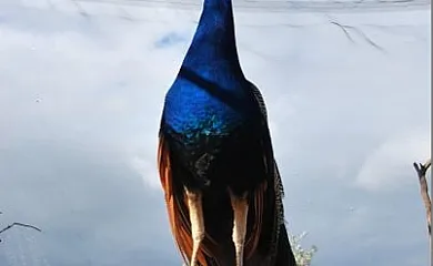 Casas Finca de las Nieves en Cehegin (Murcia) - Foto 10