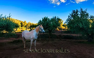 Casas Finca de las Nieves en Cehegin (Murcia) - Foto 14