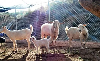 Casas Finca de las Nieves en Cehegin (Murcia) - Foto 16