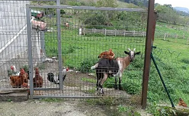 El Madreñeru en Candanal (Asturias) - Foto 23
