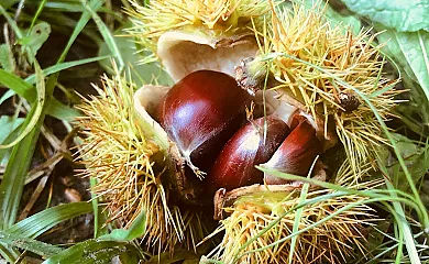 Casa Rural La Galayca en San Vicente de la Barquera (Cantabria) - Foto 23