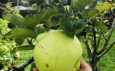 Casa Rural La Galayca en San Vicente de la Barquera (Cantabria) - Foto 25