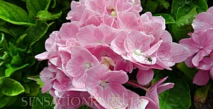 Casa Barrantxea I Y II 0020