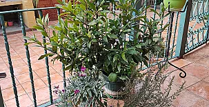 El Pinar de Bardena 0026