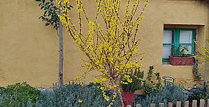 El Pinar de Bardena 0042