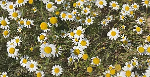 El Pinar de Bardena 0043