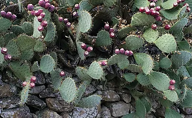 La Posada del Tiétar en Santa Maria Del Tietar (Ávila) - Foto 5