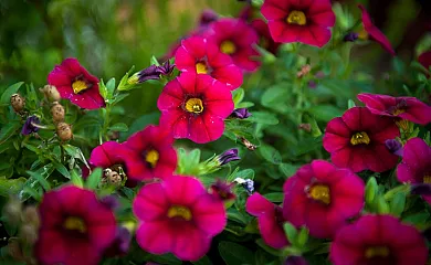 Casa Peluaga en Oiartzun (Guipuzcoa) - Foto 16