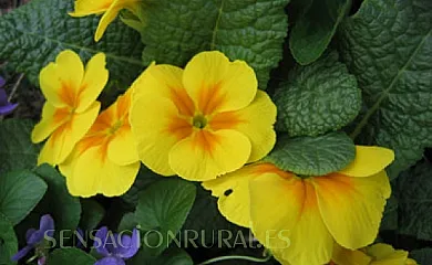 Burret I y II en Ochagavía (Navarra) - Foto 14