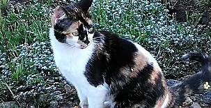 Casa Rural La Vallejera 0038