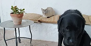 El Olivar del Gato 0020