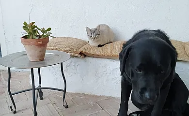 El Olivar del Gato en Pozuelo Del Rey (Madrid) - Foto 20