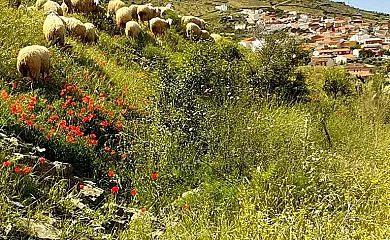 Casa Rural Abuelo Joaquín en Nava de Ricomalillo (Toledo) - Foto 20