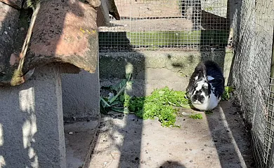 Mas Pujol en Campdevànol (Girona) - Foto 4