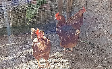 Mas Pujol en Campdevànol (Girona) - Foto 20