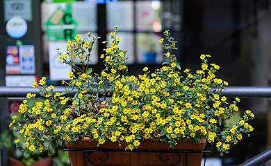 Aldea Bordons en Sanxenxo (Pontevedra) - Foto 7