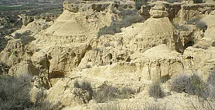 El Pinar de Bardena 0055