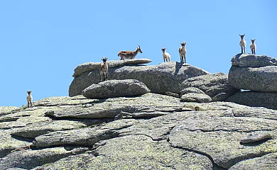 La Esperilla de Gredos en Barajas (Ávila) - Foto 20