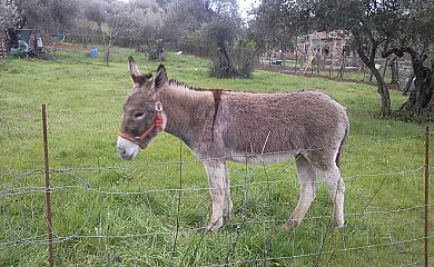 Finca La Zulema en Aracena (Huelva) - Foto 20