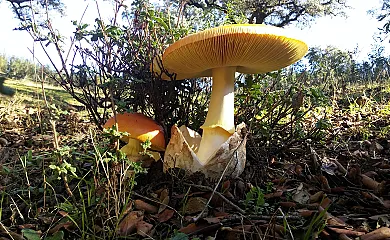 Finca La Zulema en Aracena (Huelva) - Foto 24