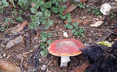 Finca La Zulema en Aracena (Huelva) - Foto 25