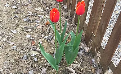 Casa Sarrau en Bellestar (Huesca) - Foto 3